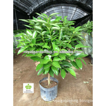 Cinnamomum cassia Ornamental Plants